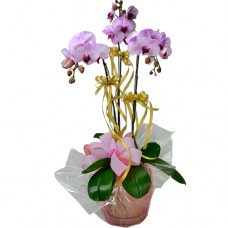 3pcs Taiwan Pink Color Orchids